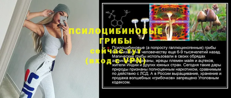 Галлюциногенные грибы Psilocybine cubensis  Бокситогорск 